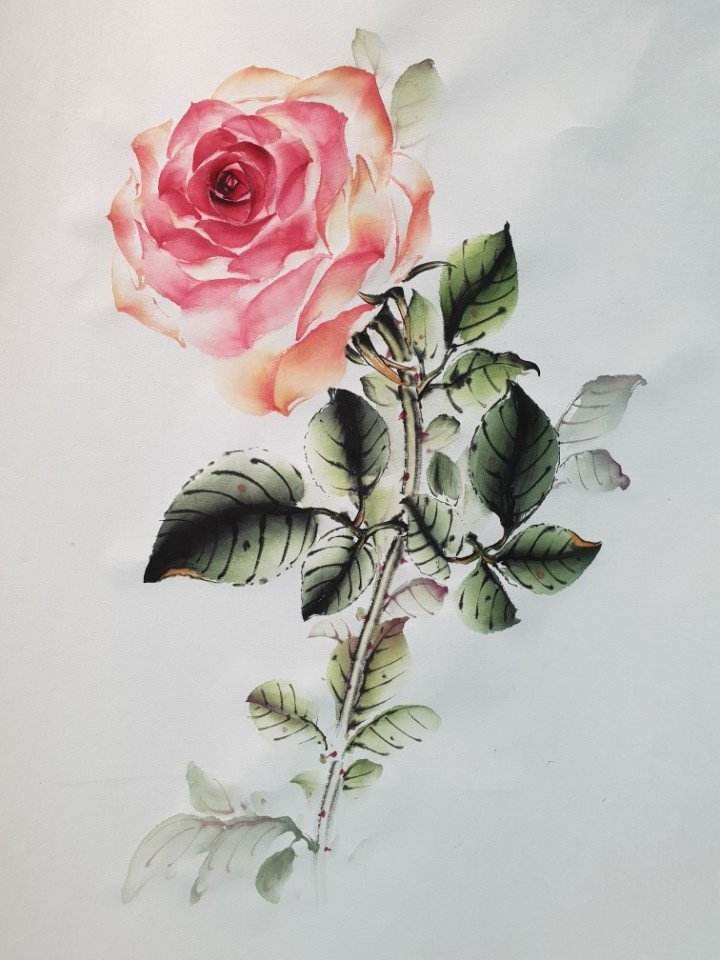 장미